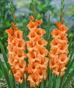 Orange Gladiolus – Peter Pears 2,75 kr. v/25 stk 2,25 kr. v/100 stk