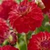 Dahlia Rød – “Hullegie”. 24,95 kr. v/3 stk 22,95 kr. v/10 stk