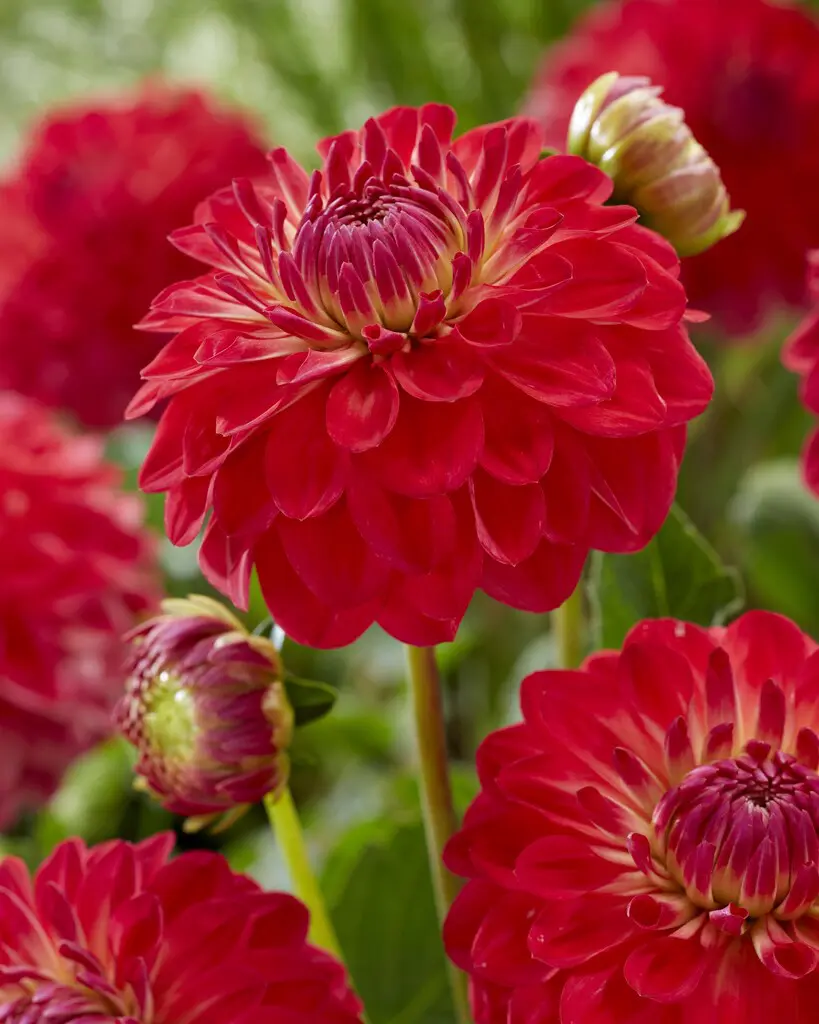 Dahlia Rød – “Hullegie”. 24,95 kr. v/3 stk 22,95 kr. v/10 stk
