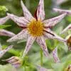 Stjerneformet Dahlia – Destinys Teachers