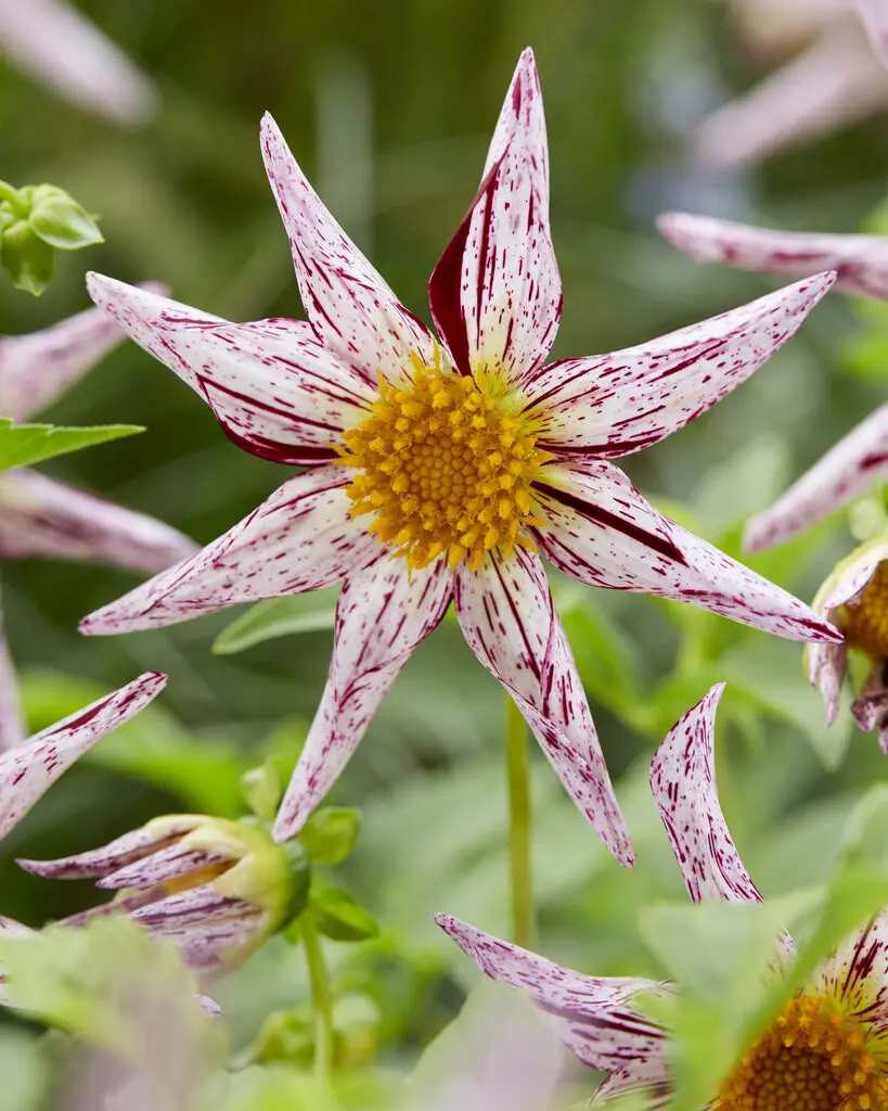 Stjerneformet Dahlia – Destinys Teachers