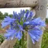 Skærmlilje Blue Giant (Agapanthus). Stor blå skærmlilje rodknolde str. 1