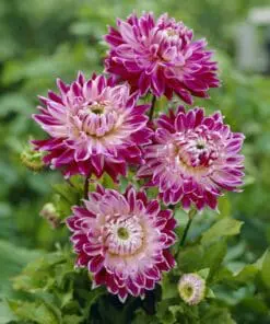 Dahlia “Vancouver” marmorerede blomster.