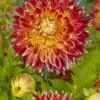Dahlia Akita – Chrysantenum dahlia.