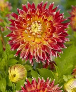 Dahlia Akita – Chrysantenum dahlia.