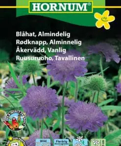 Blåhat Almindelig – Duftende blålilla blomster – Blomsterfrø