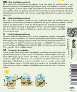 Brudeslør Rosea – Smukke rosafarvede brudeslør – Blomsterfrø
