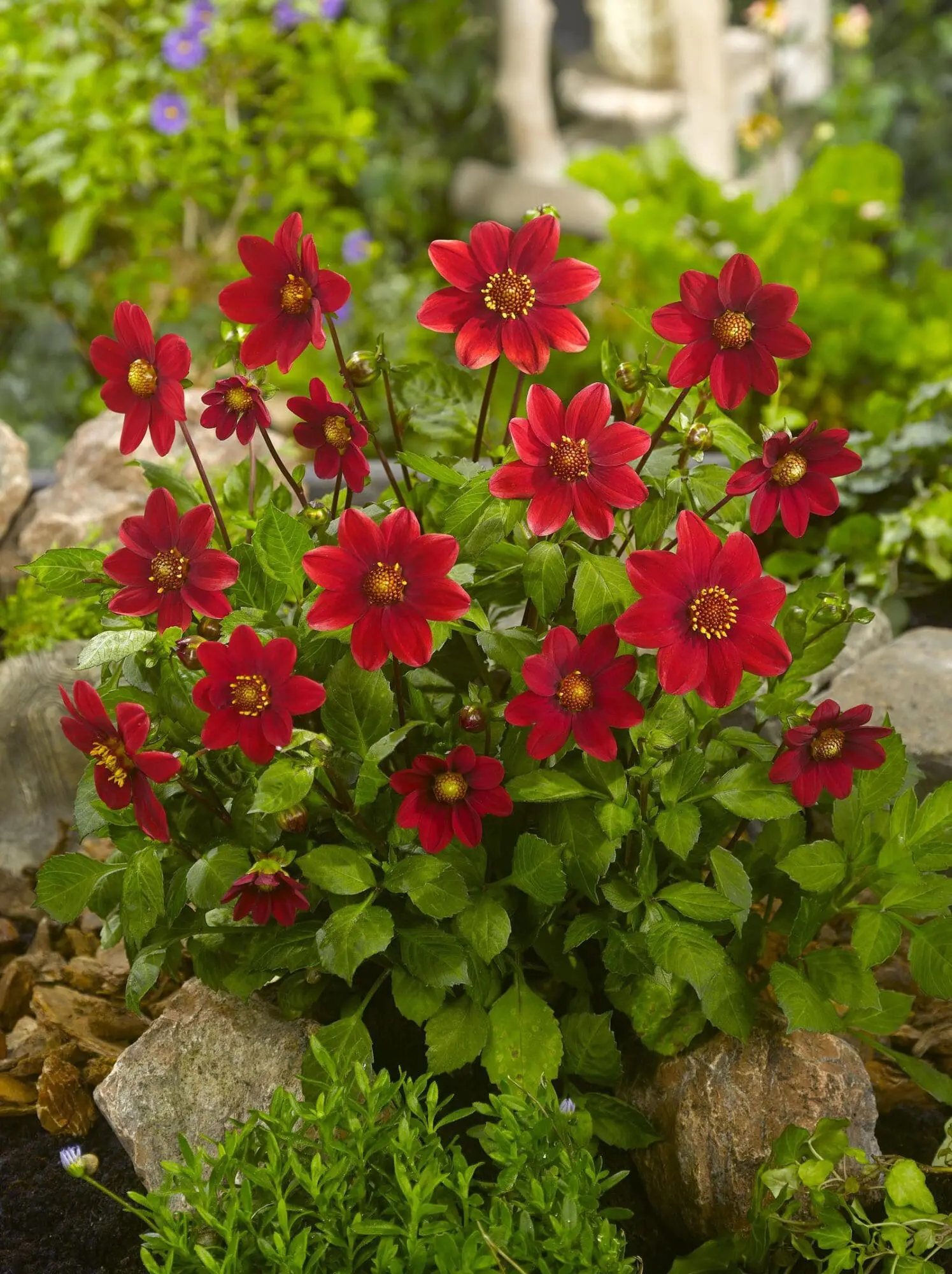 Dahlia “Topmix Rød”.
