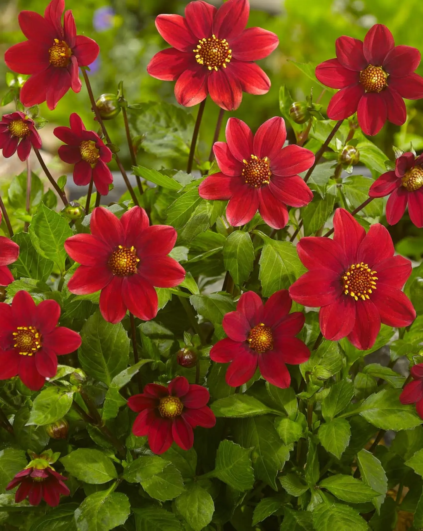 Dahlia “Topmix Rød”.