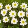 Dahlia “Topmix Hvid”.