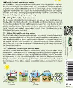 Enkeblomst – Salmon Queen – Duftende blomster i rosa nuancer – Blomsterfrø.