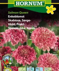 Enkeblomst – Salmon Queen – Duftende blomster i rosa nuancer – Blomsterfrø.