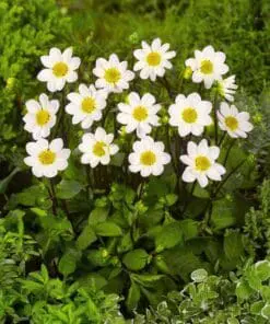 Dahlia “Topmix Hvid”.