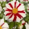 Dahlia Mignon “Fire and Ice”.