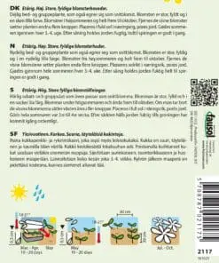 Frøkenhat – Purple Prince – Smuk lilla frøkenhat – Blomsterfrø