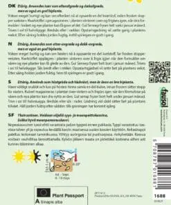 Gul Sennep Grøngødning – Blomsterfrø