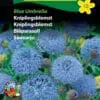 Kniplingsblomst “Blue Umbrella”- Blomsterfrø