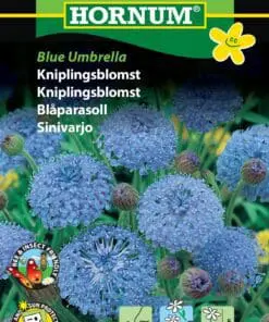Kniplingsblomst “Blue Umbrella”- Blomsterfrø