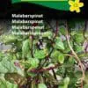 Malabarspinat frø – Velsmagende og dekorativ – Grøntsagsfrø