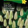 Harehale prydgræs græsfrø. Bløde dunede blomsterstande – Blomsterfrø / Græsfrø