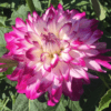 Dahlia “Who Dun It” – Tofarvet dahlia.