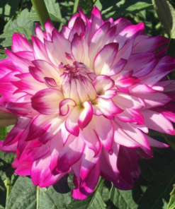 Dahlia “Who Dun It” – Tofarvet dahlia.