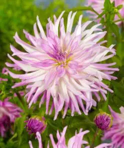 Dahlia “Mingus Randy” Hvid/Lilla semikaktus.