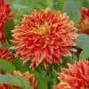 Dahlia “Explosion” Smuk farverig Dakorative Dahlia.