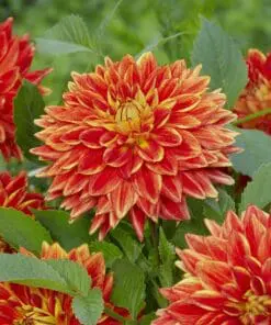 Dahlia “Explosion” Smuk farverig Dakorative Dahlia.