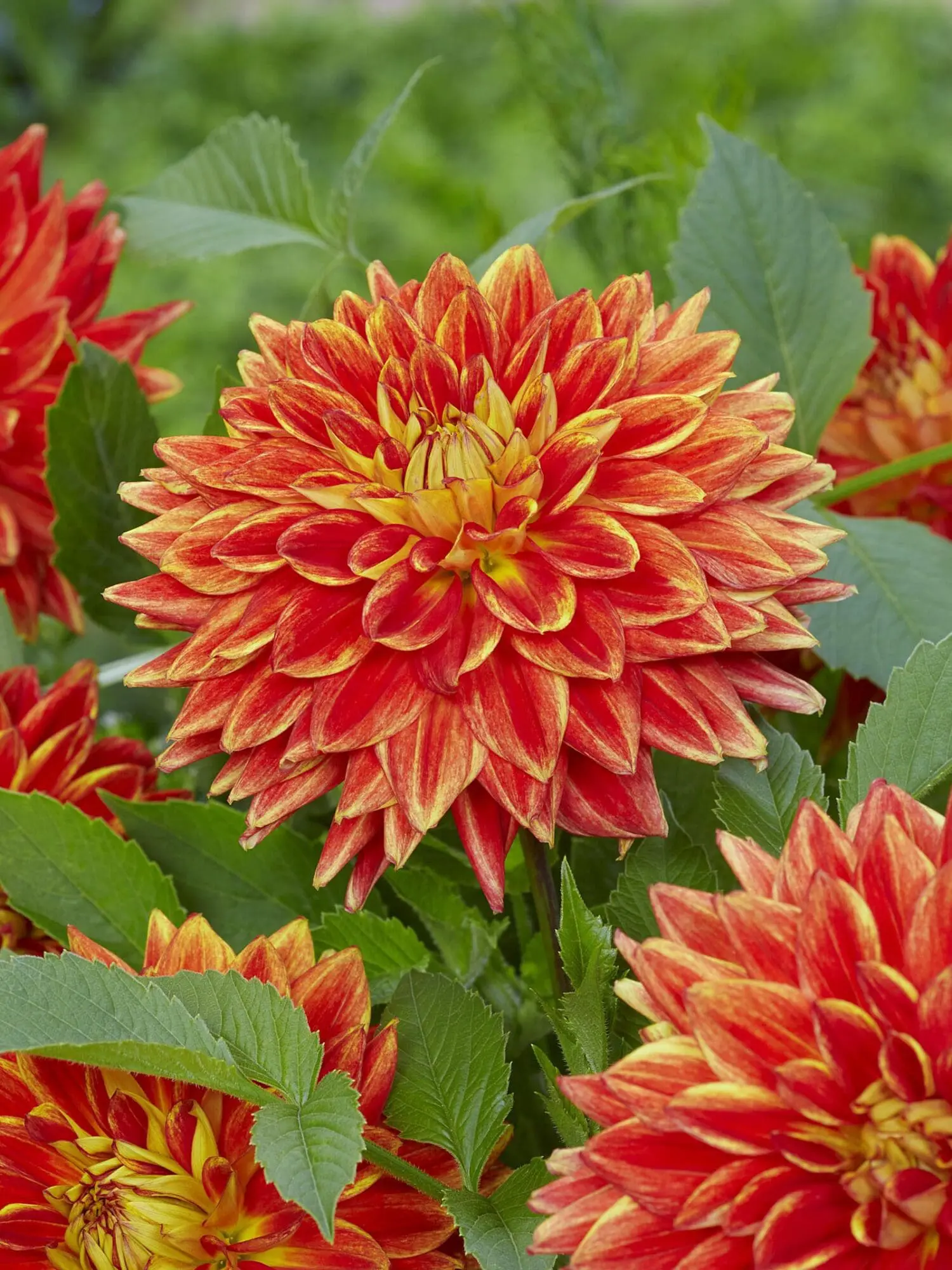 Dahlia “Explosion” Smuk farverig Dakorative Dahlia.
