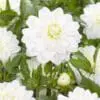 Dahlia “White Onesta” Hvid decorative dahlia.