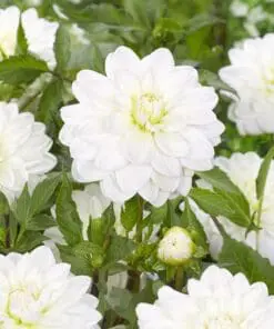 Dahlia “White Onesta” Hvid decorative dahlia.