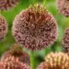 Allium Forelock – Storblomstrende vinrøde prydløg | FRA 23,95 KR.