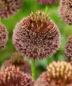 Allium Forelock – Storblomstrende vinrøde prydløg | FRA 23,95 KR.