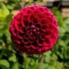 Rød Pompon Dahlia “Nescio”.