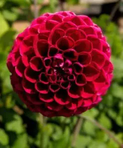 Rød Pompon Dahlia “Nescio”.