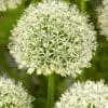 Allium / Prydløg “Mount Blanc” – Kæmpeprydløg. 22,95 kr/stk v.min. 3 stk. | 10 stk 199,50 kr.