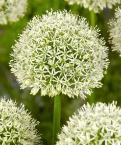 Allium / Prydløg “Mount Blanc” – Kæmpeprydløg. 22,95 kr/stk v.min. 3 stk. | 10 stk 199,50 kr.