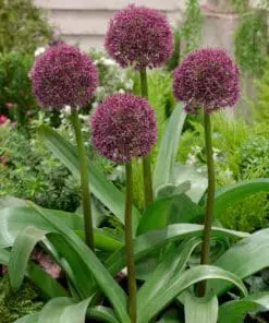 Allium Ostara. Rødlilla prydløg – Ved min 3 stk 8,95 | Ved min. 10 stk 7,95,-