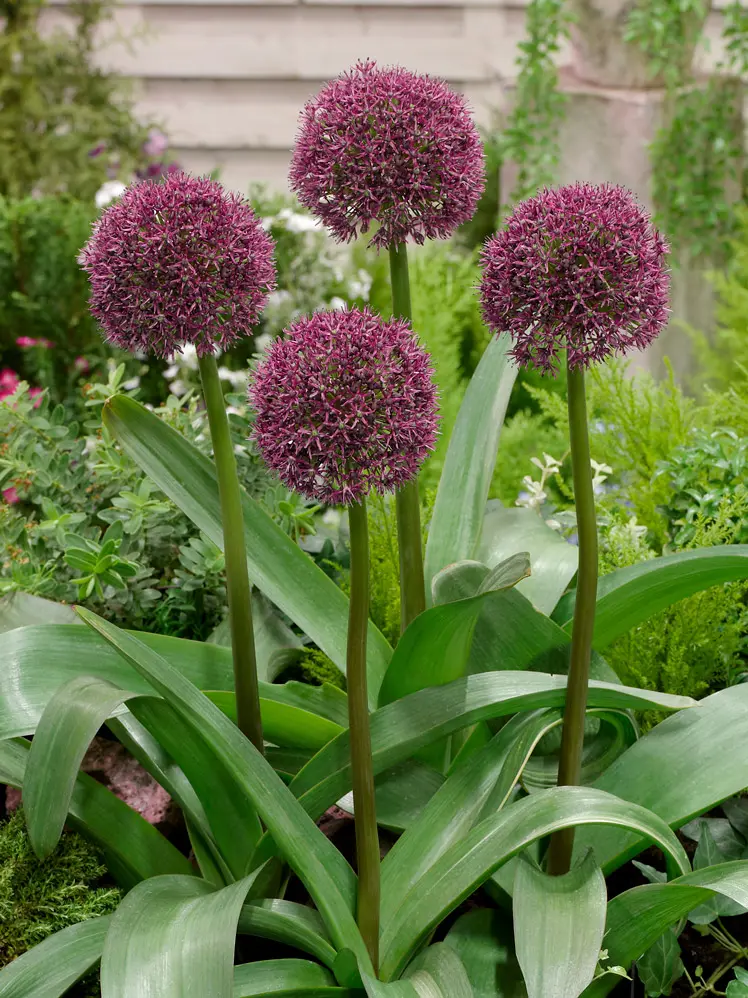 Allium Ostara. Rødlilla prydløg – Ved min 3 stk 8,95 | Ved min. 10 stk 7,95,-