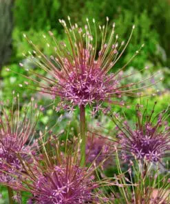 Allium “Schubertii” Prydløg – Ved min 3 stk 8,95 | Ved min. 10 stk 7,95,-