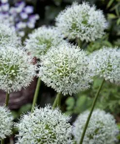 Allium / Prydløg “White Giant” – Kæmpeprydløg. 13,95 ved min 3 stk. | 12,75 kr ved min 10 stk.