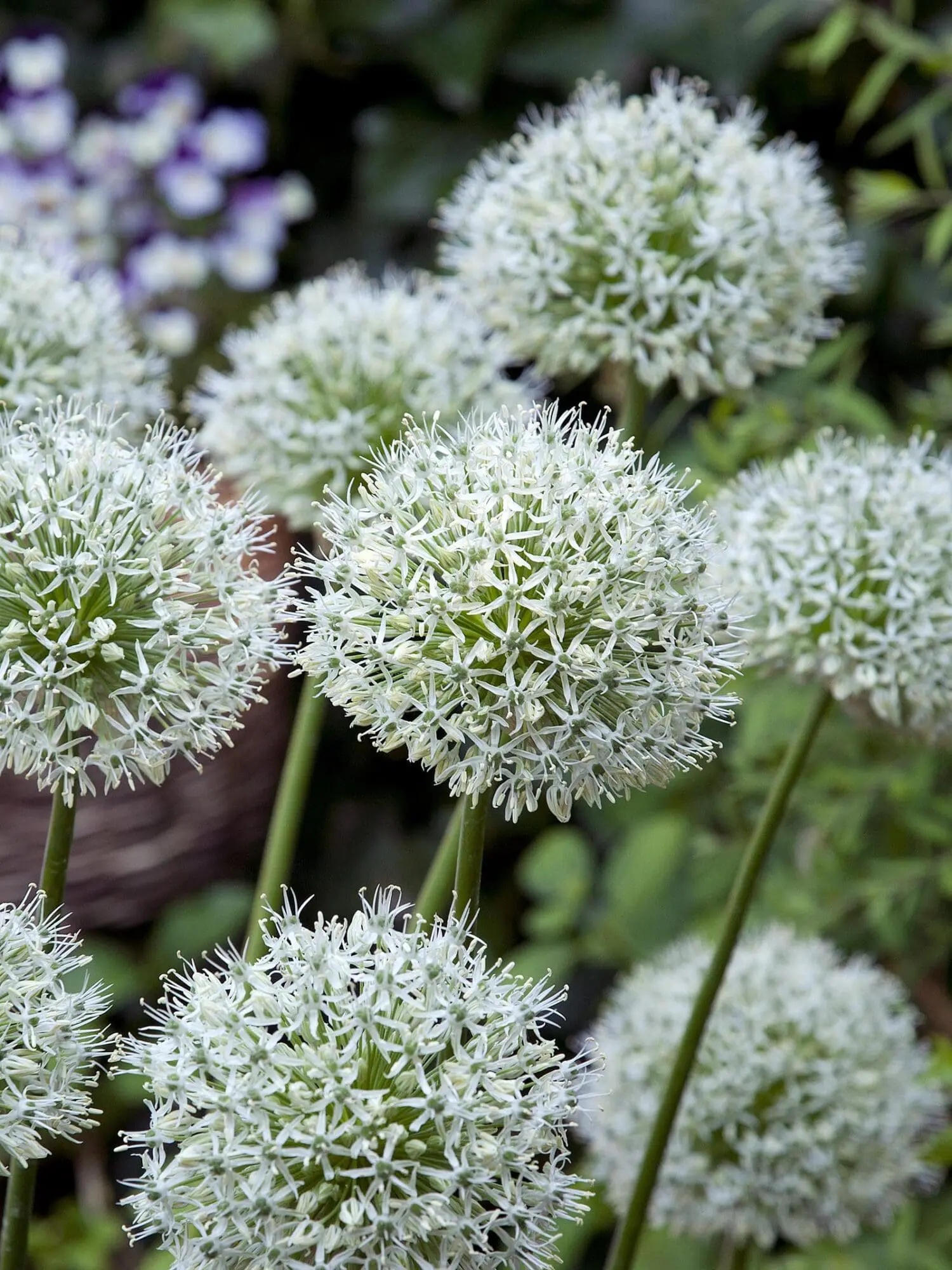 Allium / Prydløg “White Giant” – Kæmpeprydløg. 13,95 ved min 3 stk. | 12,75 kr ved min 10 stk.