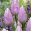 Tulipanløg “Candy Prince” – Tidlig tulipan i lilla nuancer | Løgstørrelse 12+ | FRA 5,40 KR