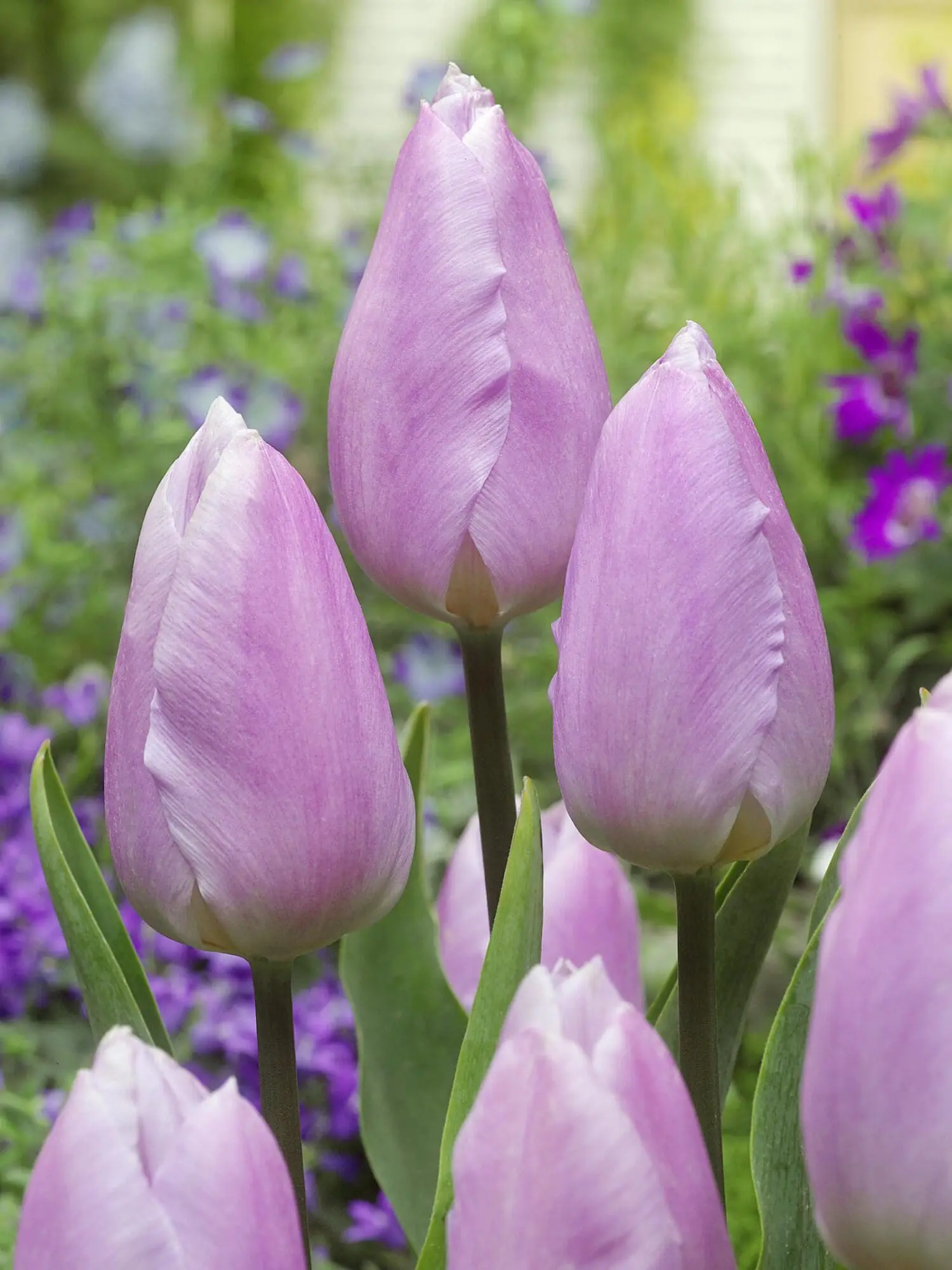 Tulipanløg “Candy Prince” – Tidlig tulipan i lilla nuancer | Løgstørrelse 12+ | FRA 5,40 KR