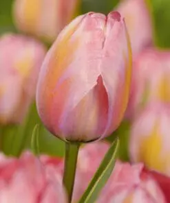 Tulipanløg ‘Design Impression’ (Darwin Hybrid) Str. 12+ | Rosa tulipan med abrikosnuancer | FRA 5,40 KR.
