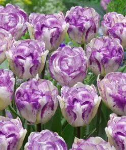 Tulipanløg Pakketilbud med Dobbelttulipaner – 5 smukke varienter. 100 stk tulipanløg