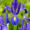Blå Iris Hollandica “Blue Magic” blomsterløg 1,50 kr. v/10 stk