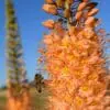 Kleopatras nål Cleopatra – orange Eremurus – barrodsrod str. 1 – FRA 31,95 kr