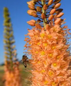 Stor blomsterpakke “Flerårig blomsterglæde” – 264 stk. blomsterløg og -knolde i tilbudspakke.